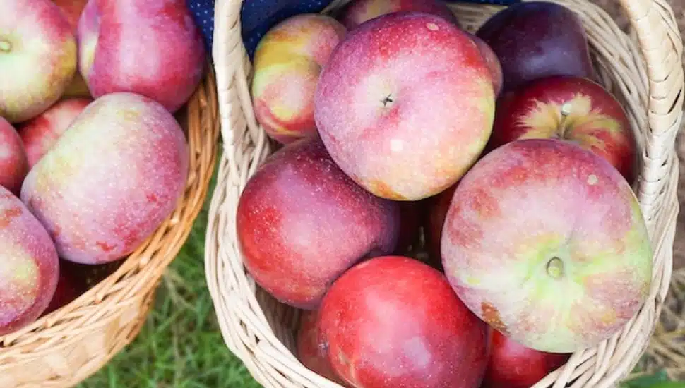 Apple picking at Weaver's Orchard.