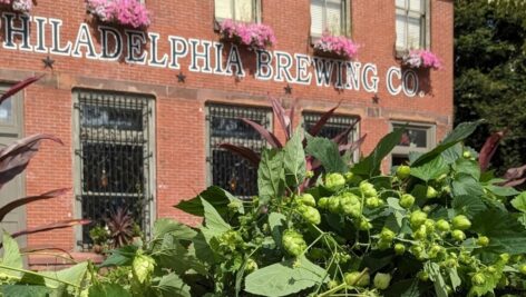 This year, Philadelphia Brewing Company has safely harvested its hops crop and its brewed beer will be ready to drink during its big fall party on Sunday, Oct. 1.