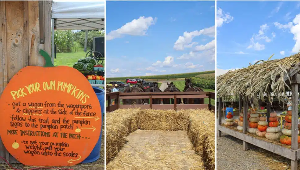 King's Pumpkin Farm