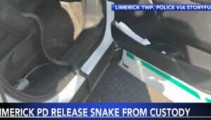 Officer coaxing snake out of car.