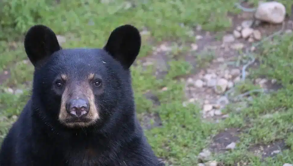 A black bear.