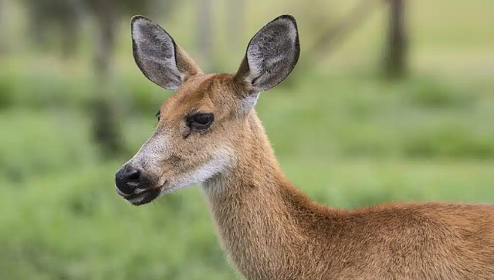 deer