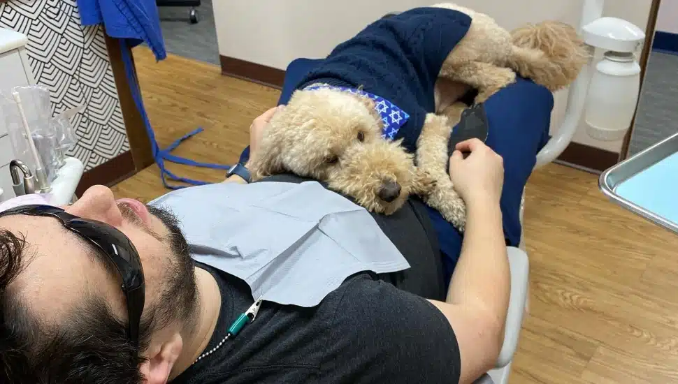 Goldendoodle Helps Patients Relax at Maple Glen’s Beyond Dentistry