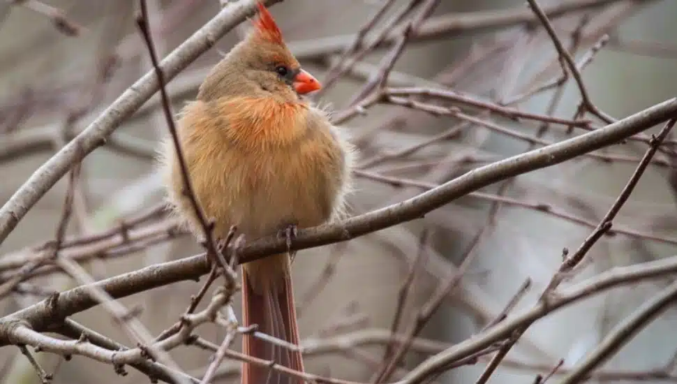 A colorful bird at The John James Audubon Center.