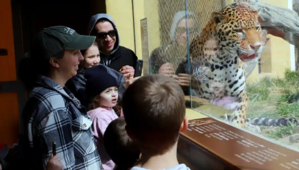 Visitors at the cat exhibit at the Elmwood Park Zoo in Norristown.