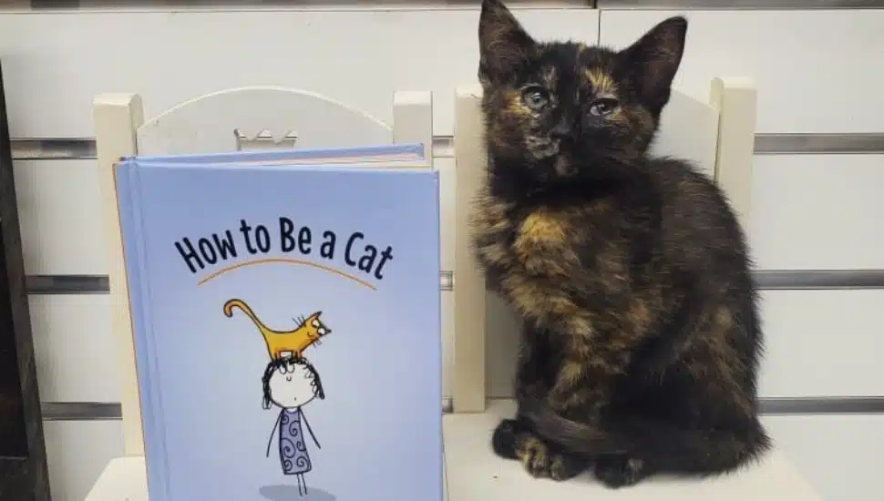 A little kitten sitting next to a book on how to be a cat.