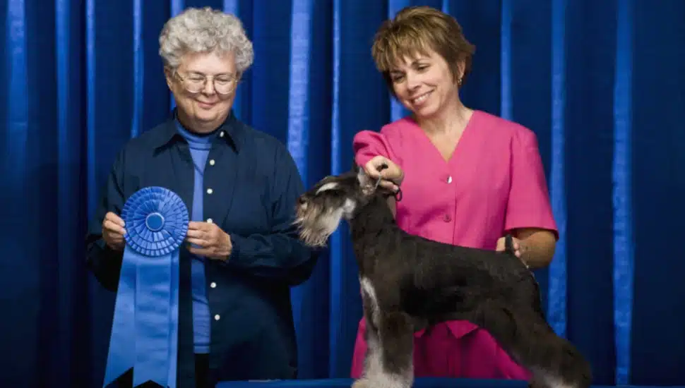Picture of a previous National Dog Show.