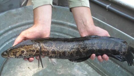 A person holding a Northern Snakehead.