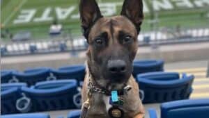 Image of Roma, a K-9 who helped in a prison escapee capture.