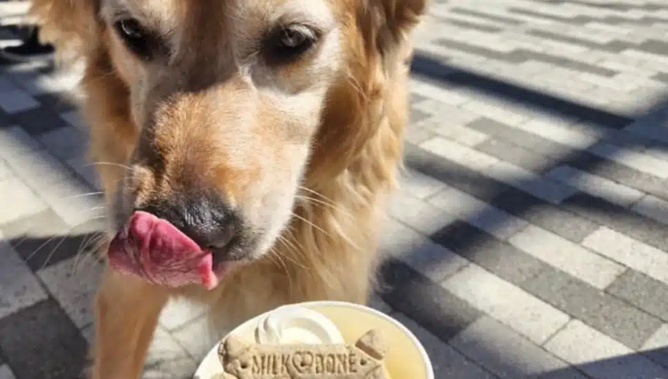 Dogs can enjoy a treat when they visit The Landing Kitchen with their humans.