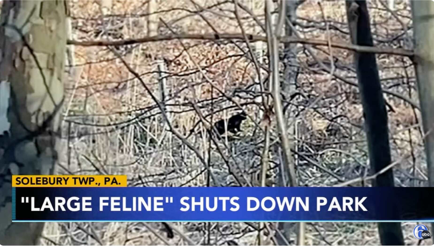 Black Lynx found in Bucks County.