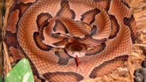 A copperhead snake.