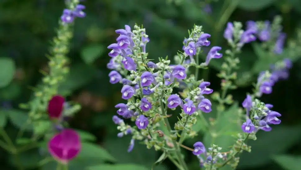 Native plant life at Jenkins Arboretum & Gardens.