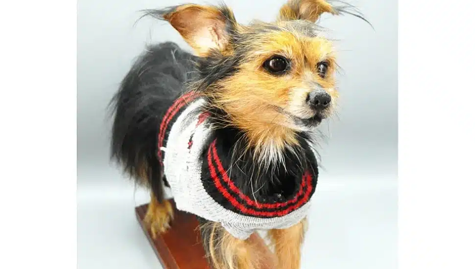 Elkins Park Artist Uses Taxidermy in Unique Way to Preserve Beloved Pets’ Spirits