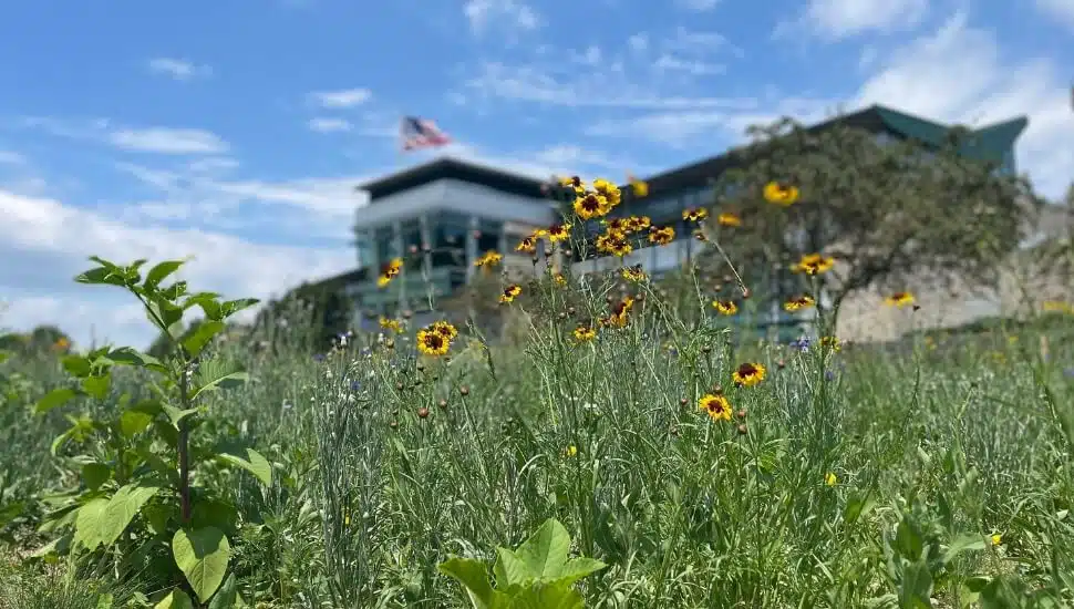 Pennsylvania Turnpike Pollinator Habitat Pilot Project.
