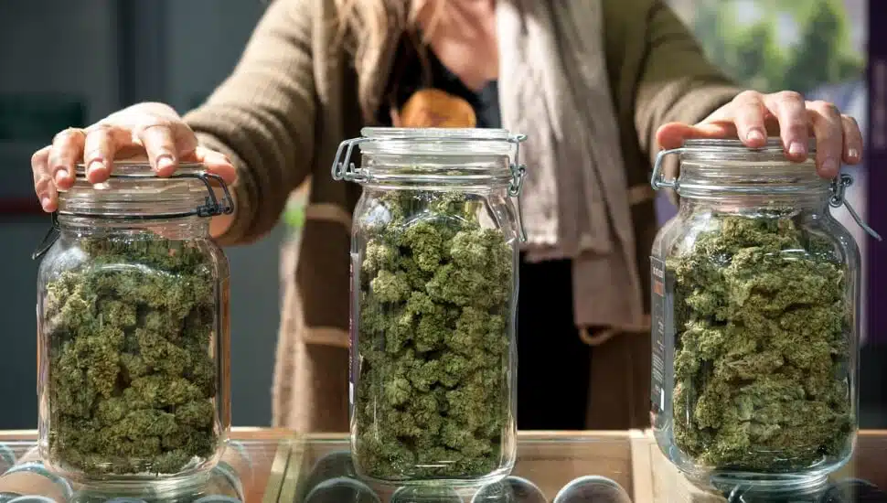 Woman examines three recreational marijuana canister.