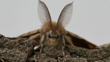 Spongy moth.