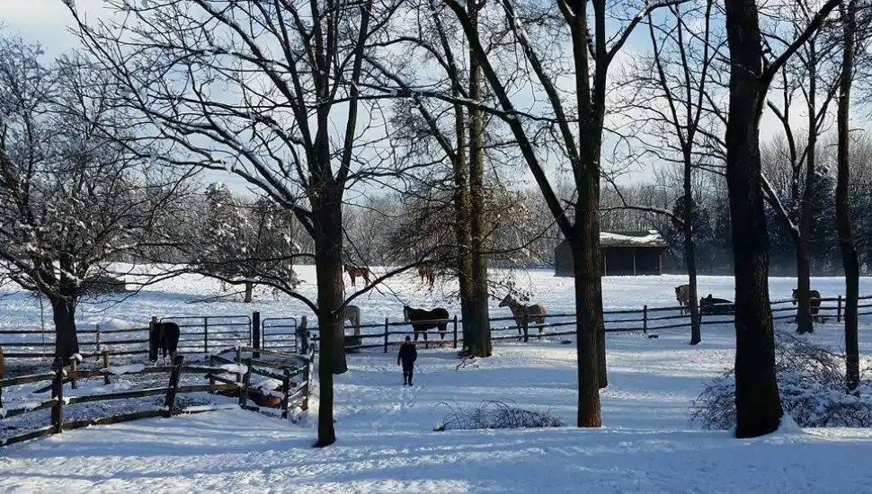 Red Buffalo Ranch