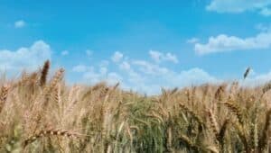 Fields of wheat.