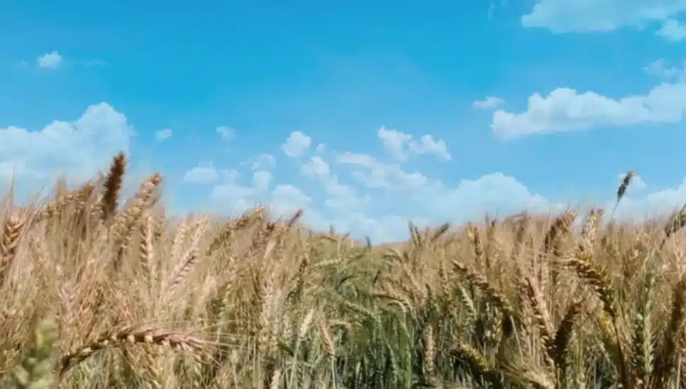 Fields of wheat.
