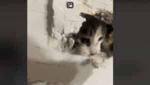 Cat stuck in wall in King of Prussia.