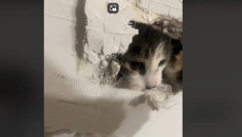 Cat stuck in wall in King of Prussia.