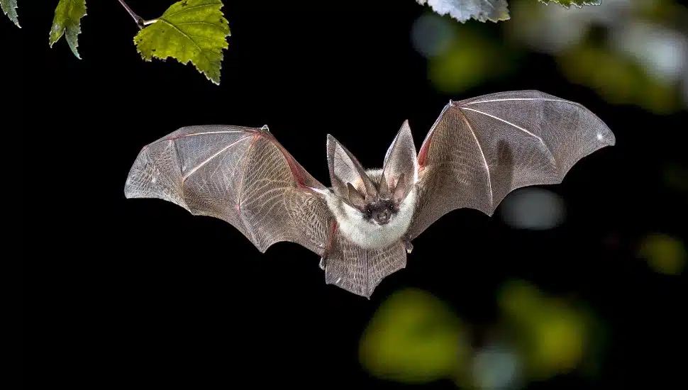 Lansdale Hosts Bat Release at an Eco-Friendly Night Out