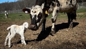 baby goat and cow graze at farm
