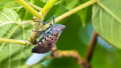 Spotted lanternfly.