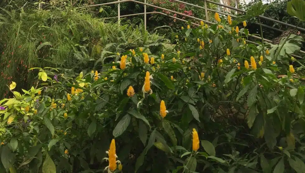 A planting of flowers at Ott's Exotic Plants in Schwenksville.