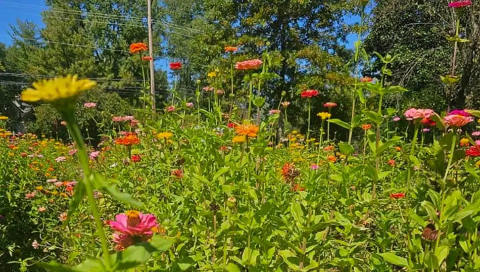 flowers