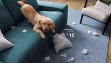 golden retriever on couch with torn up pillow on floor