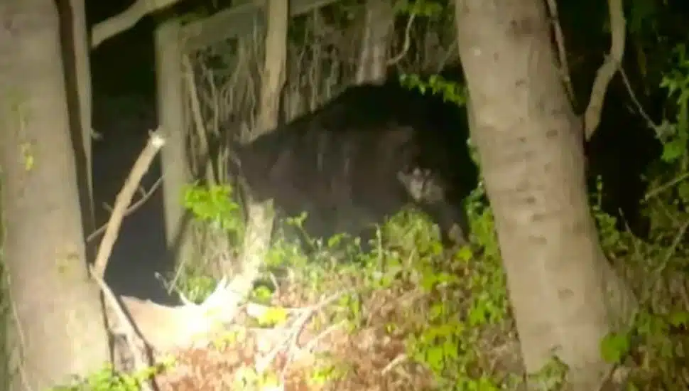 Montgomery County had its first black bear spotting May 1, while another black bear was spotted by Upper Makefield Police in Bucks County on April 29.