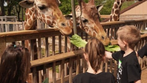 Kids feeding giraffes lettuce at Elmwood Park Zoo