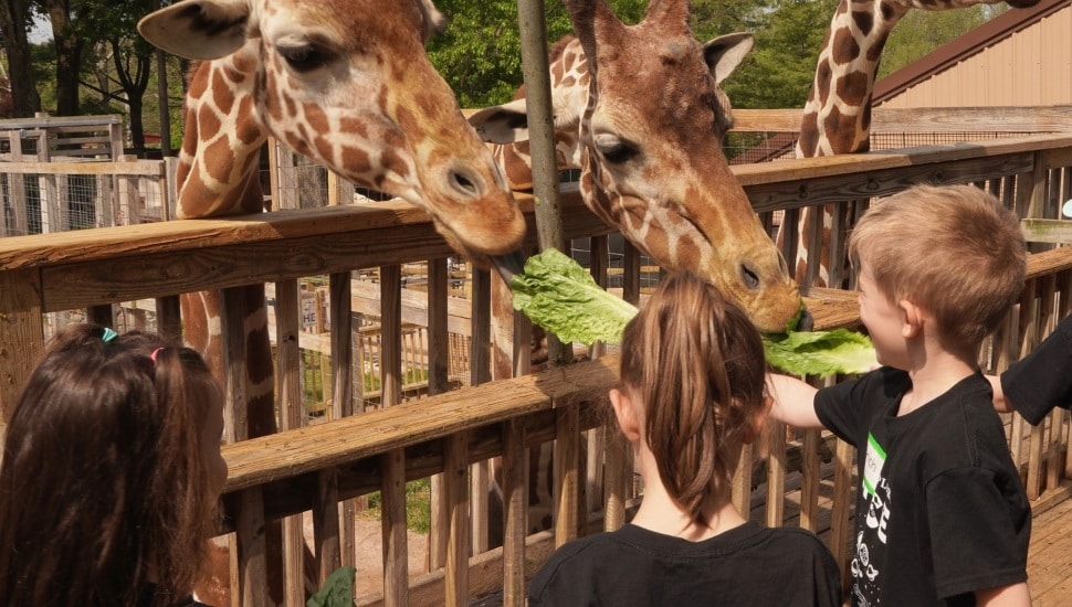 Elmwood Park Zoo giraffes with young children,