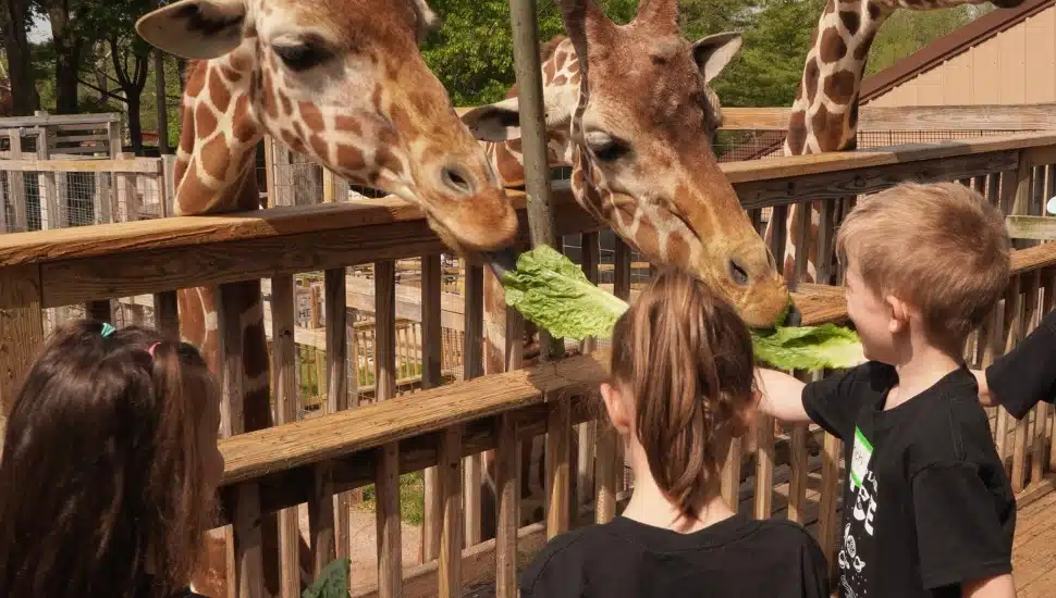 Elmwood Park Zoo giraffes with young children,