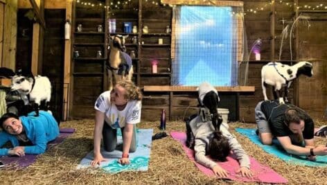 A typical yoga session with goats at Horse and Goat Yoga in Ambler.