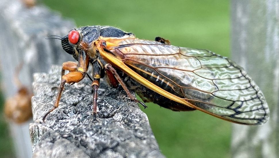 Cicada sitting on a fence.