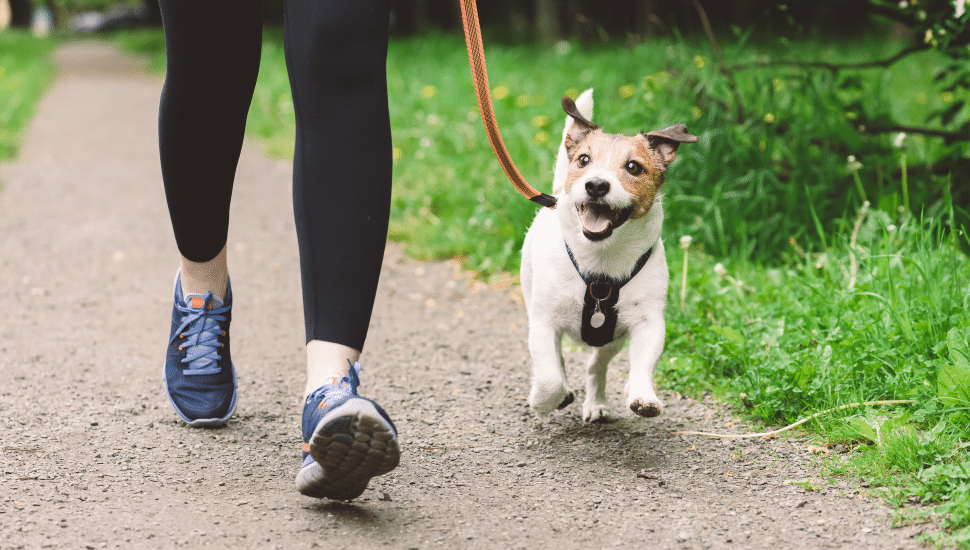 woman walking with small dog on trail