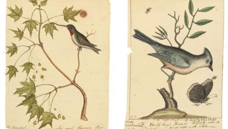 Two pieces by William Bartram from the just-acquired Collinson Corpus