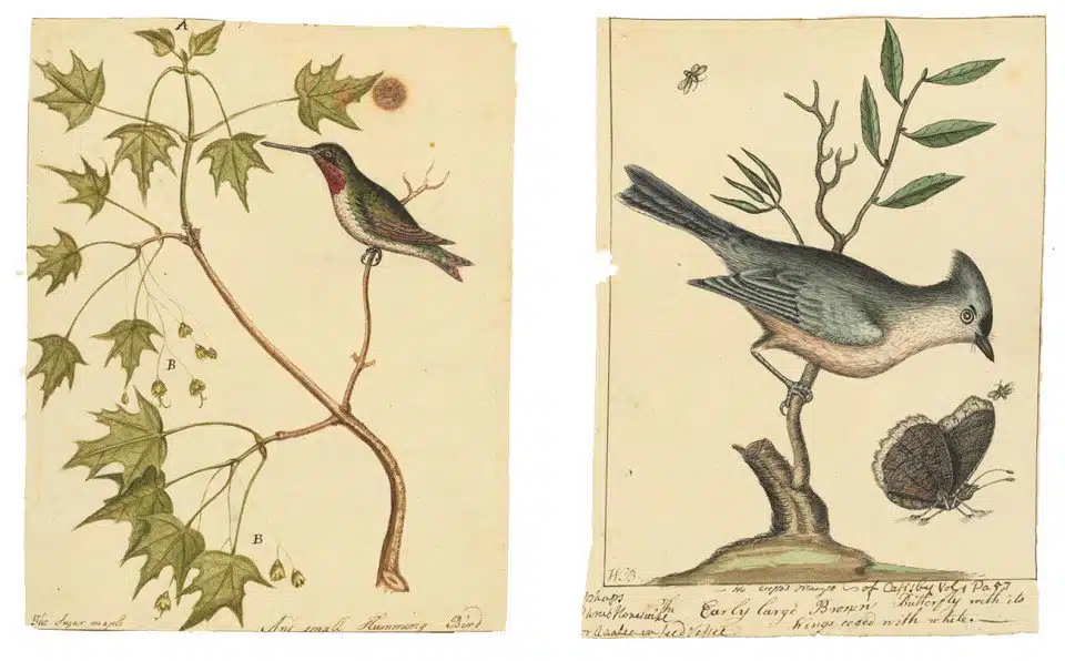 Main Line Native Graham Arader Acquires Rare Botanical Drawings of William Bertram
