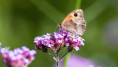 Meadow brown butterfly pollinating verbena bonariensis flowers in a UK summer garden.