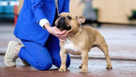 Handler demonstrates French bulldog stance in ring at dog show.