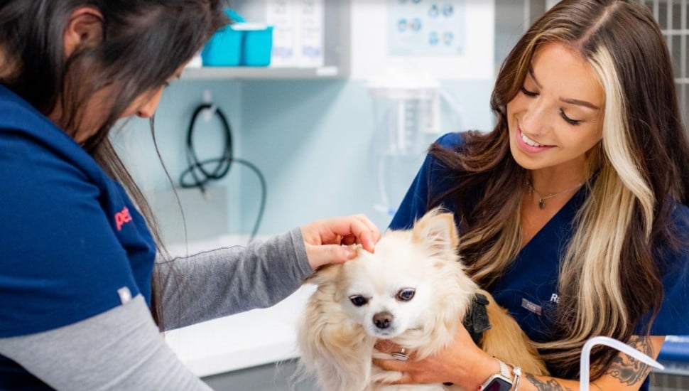 A dog is examined by two medical professionals at PetMedic.