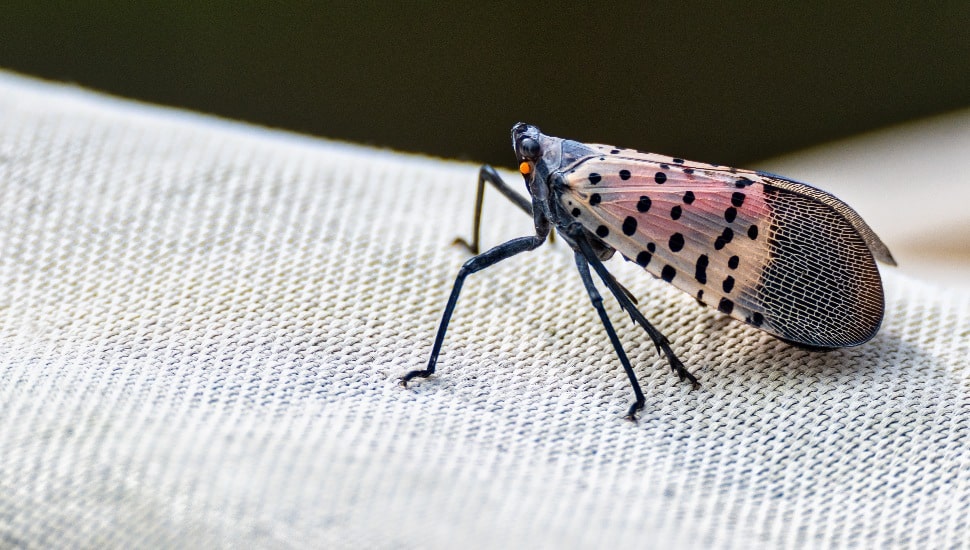 Spotted Lanterfly on a white cloth