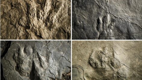 fossilized dinosaur footprints in Valley Forge National Historical Park.