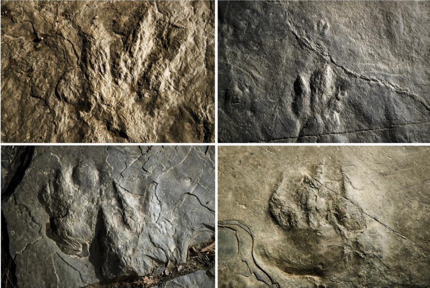 fossilized dinosaur footprints in Valley Forge National Historical Park.