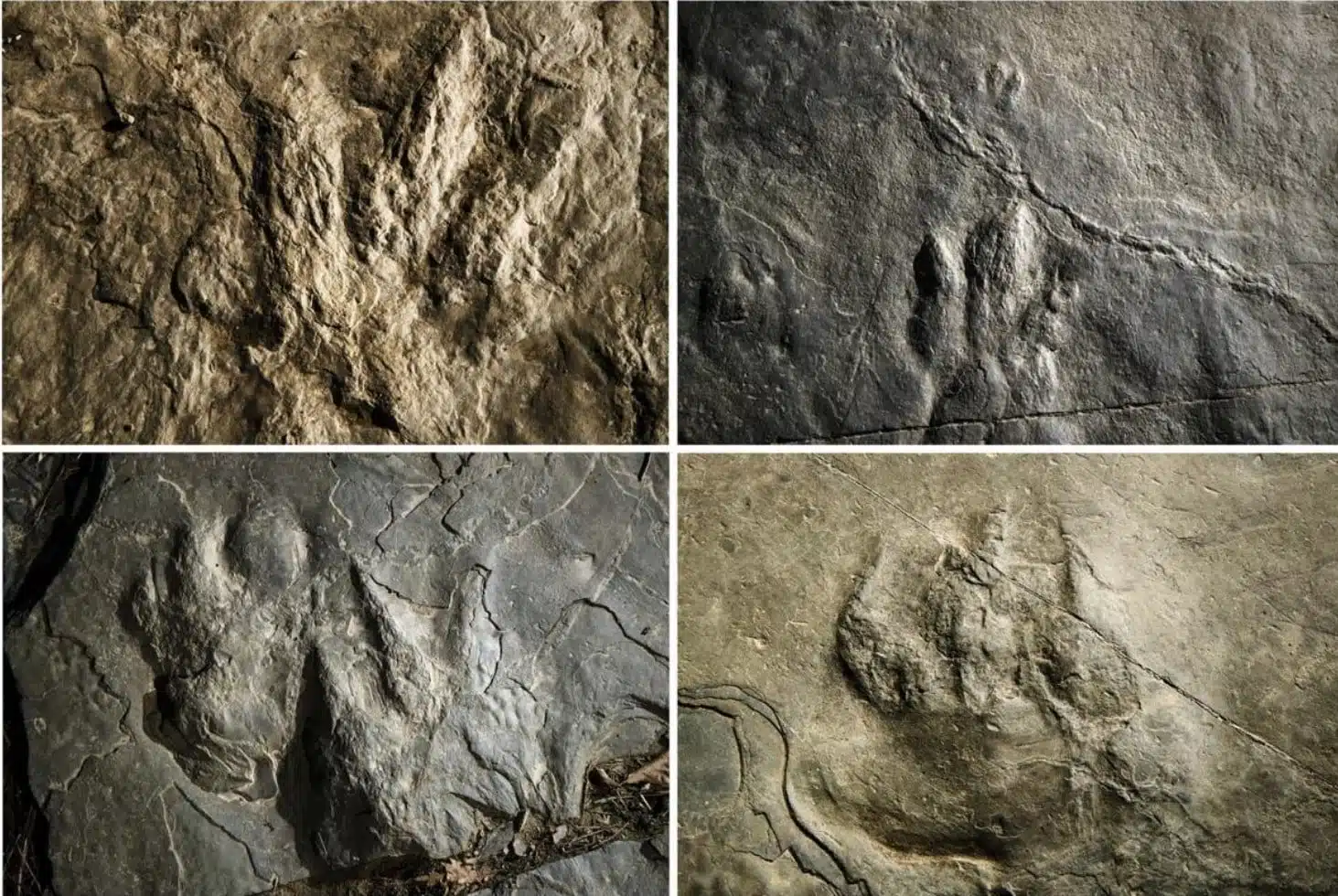 Dinosaur Tracks Discovered in Valley Forge Park
