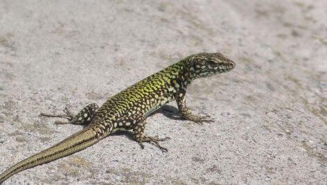 Italian wall lizard