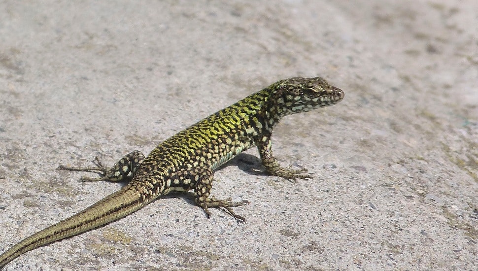 Italian wall lizard